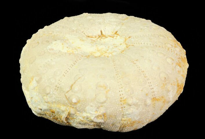 Heterodiadema Fossil Echinoid (Sea Urchin) - Morocco #69831